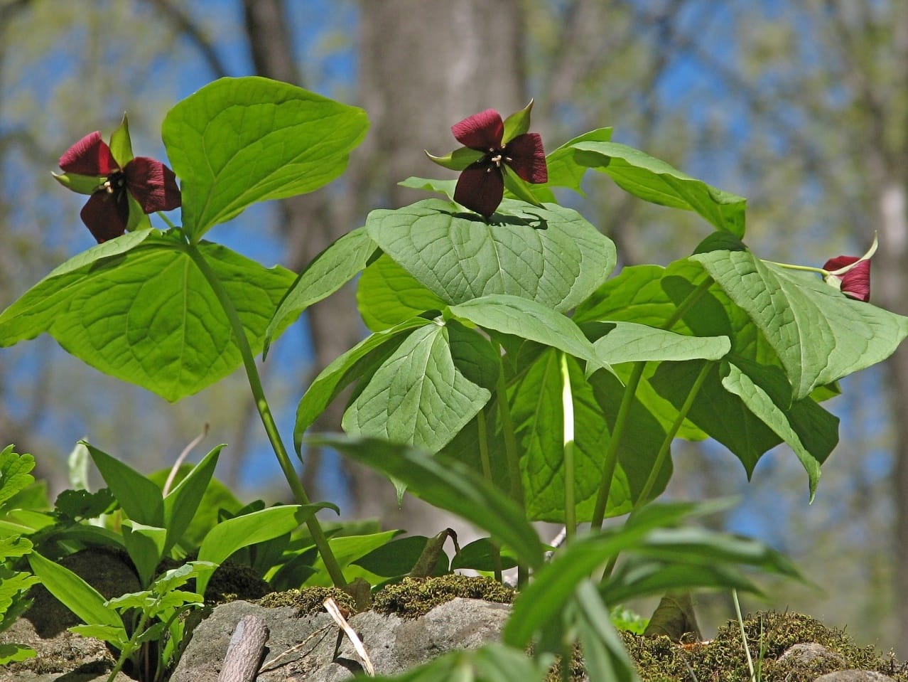 Red Trillium, Trillium Erectum