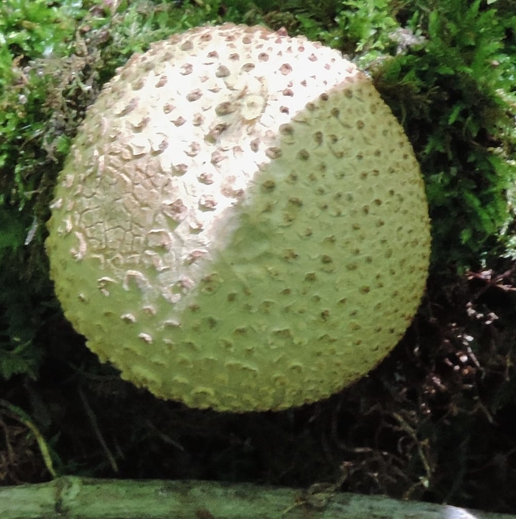 (b) Gem Studded Puffball Canby 9 Aug 2015