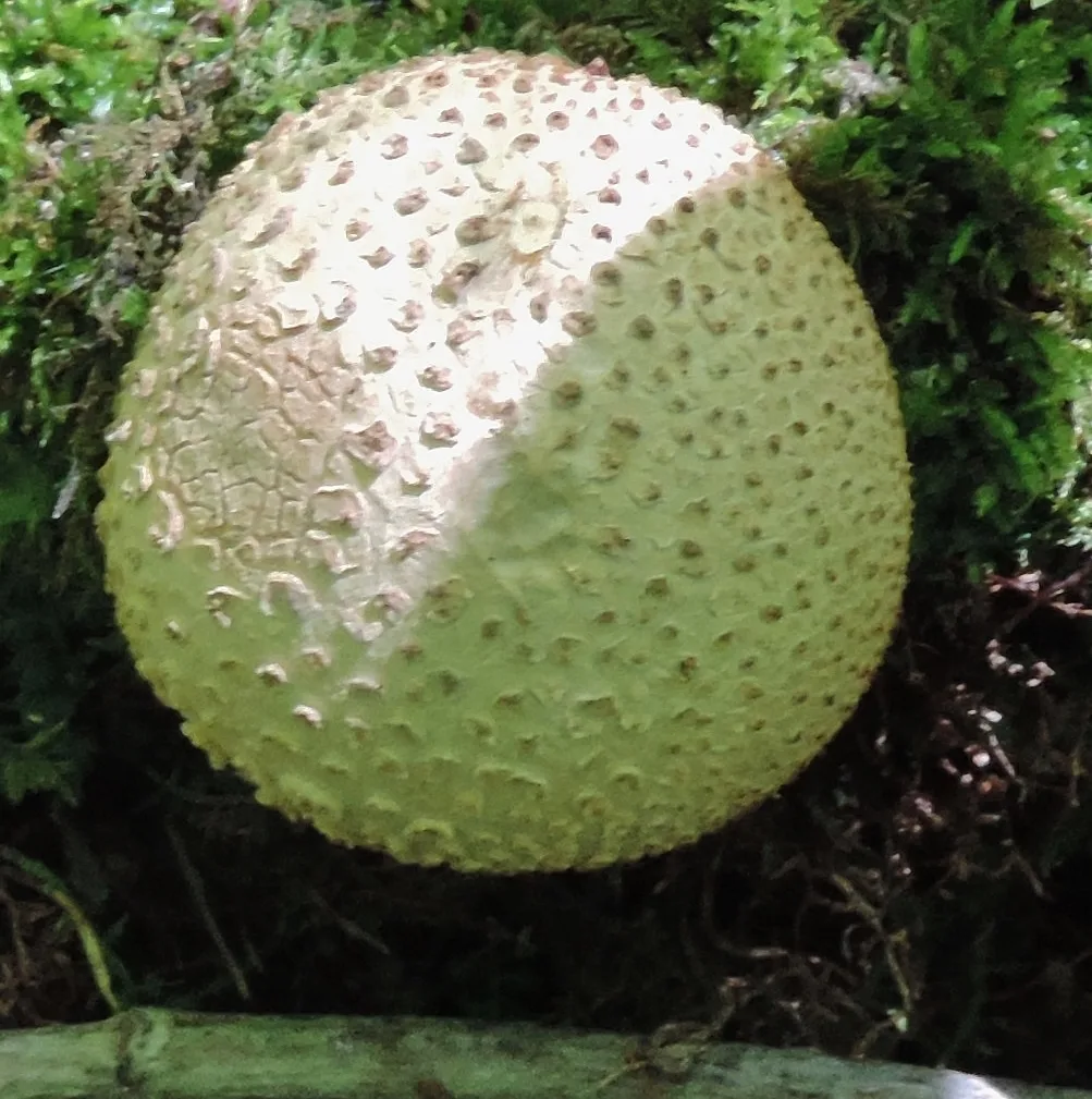 (b) Gem Studded Puffball Canby 9 Aug 2015