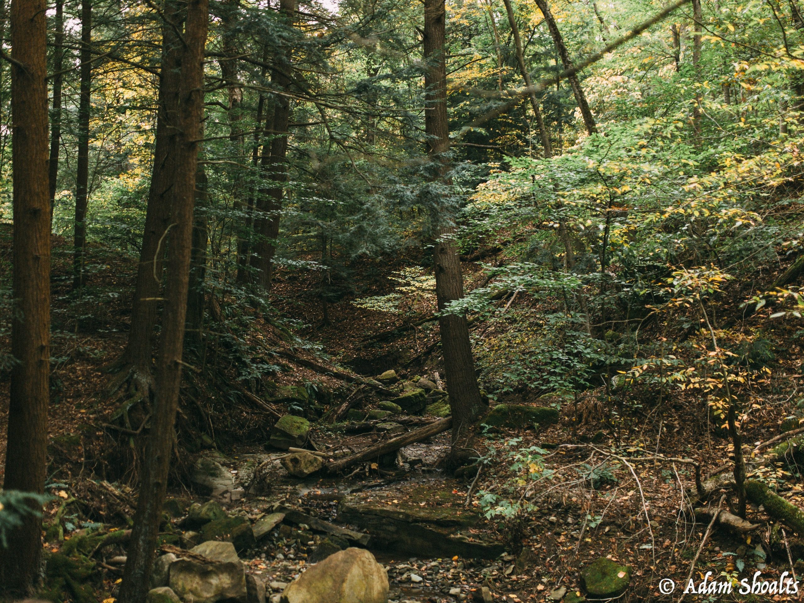 Hemlocks Shorthills Scaled Aspect Ratio 700 525