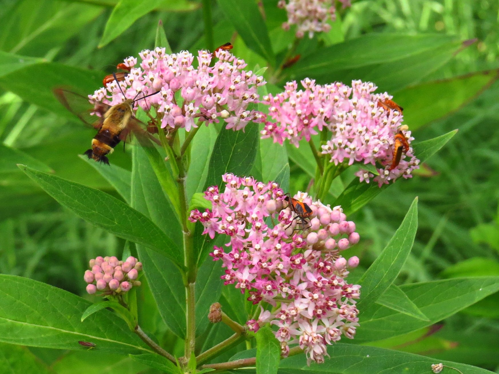 Milkweed, Swamp