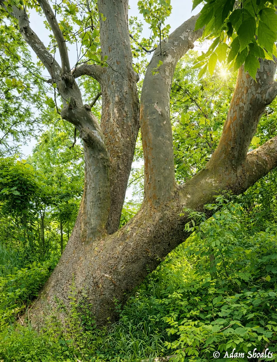 Old Growth Sycamore