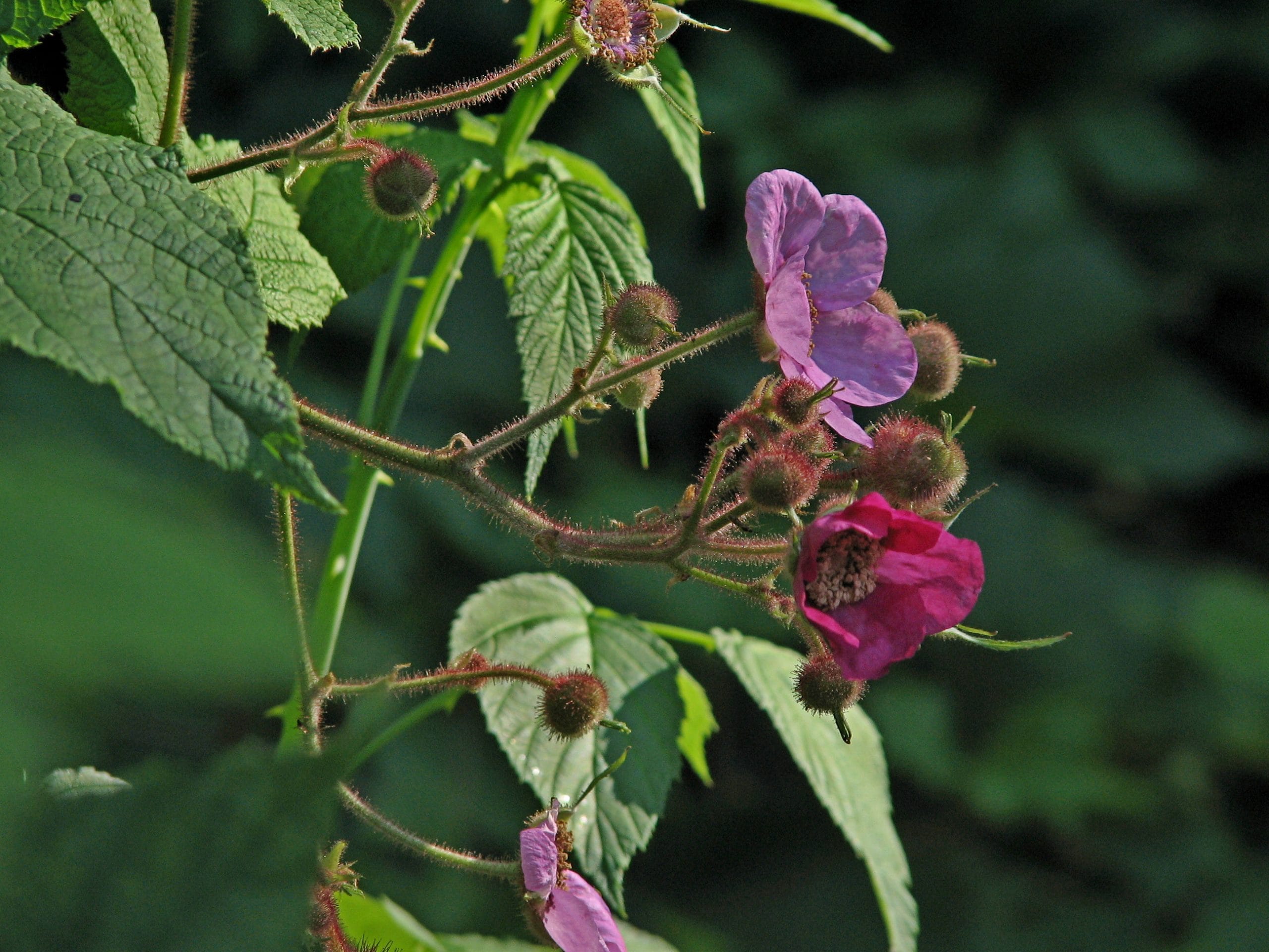 Purple Flowering Raspberry, Rubus Odoratus