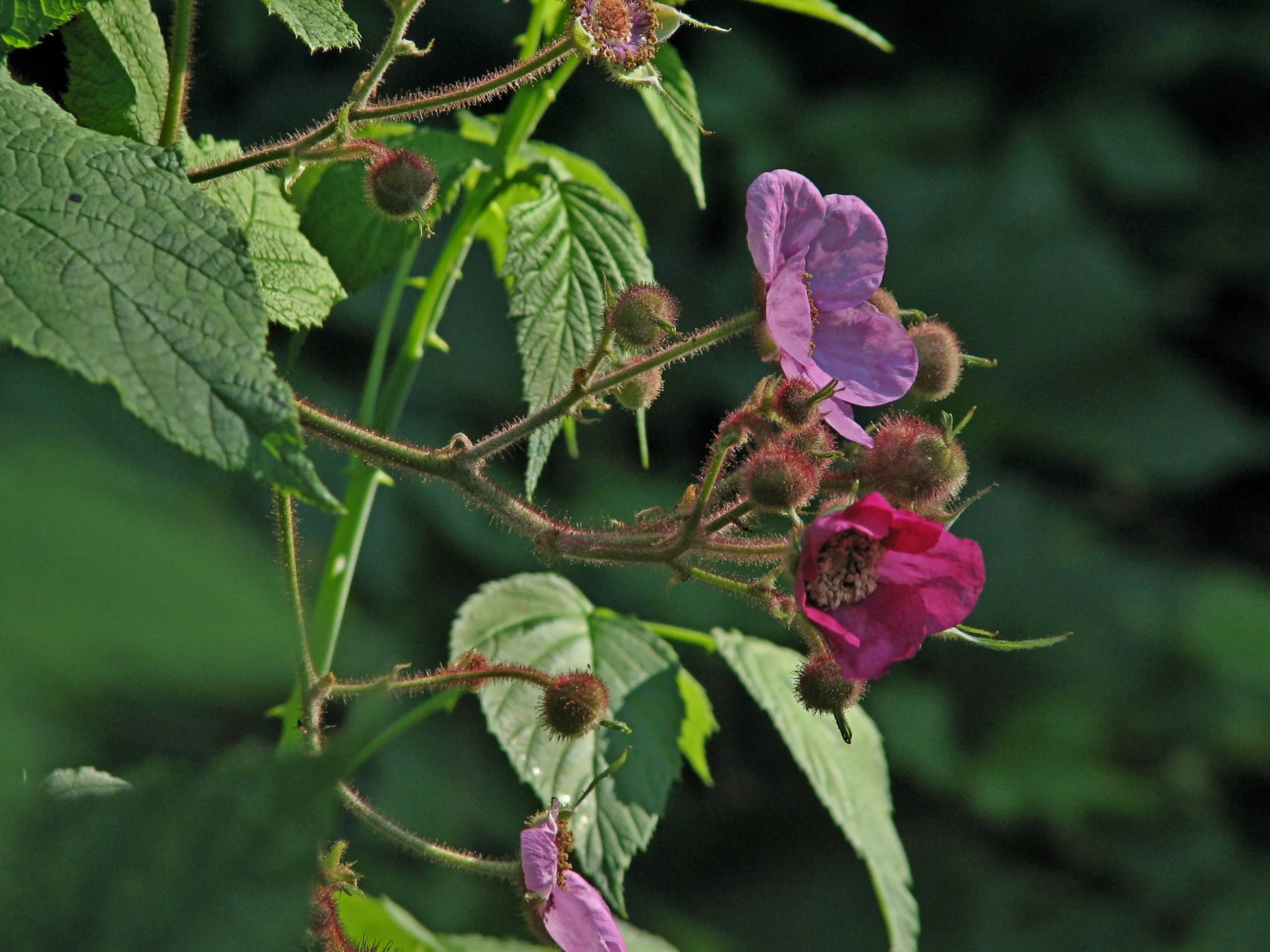 Purple Flowering Raspberry, Rubus Odoratus