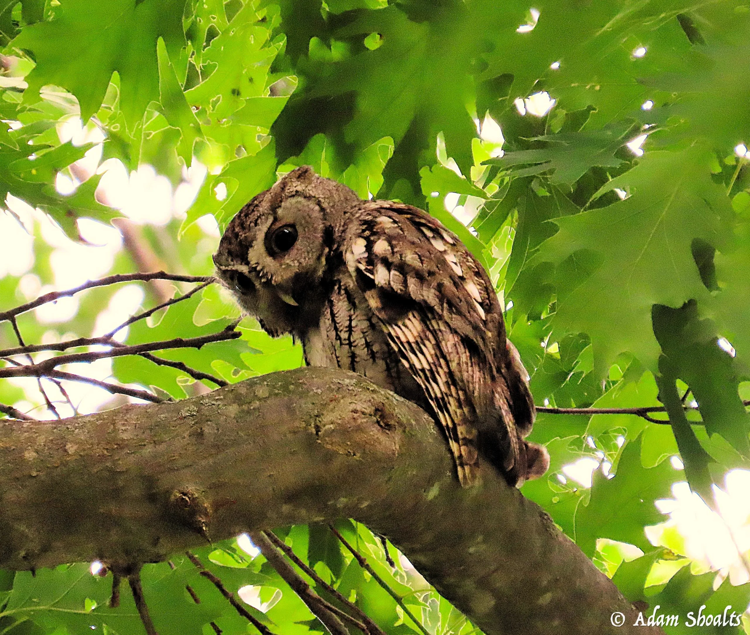 Screech Owl