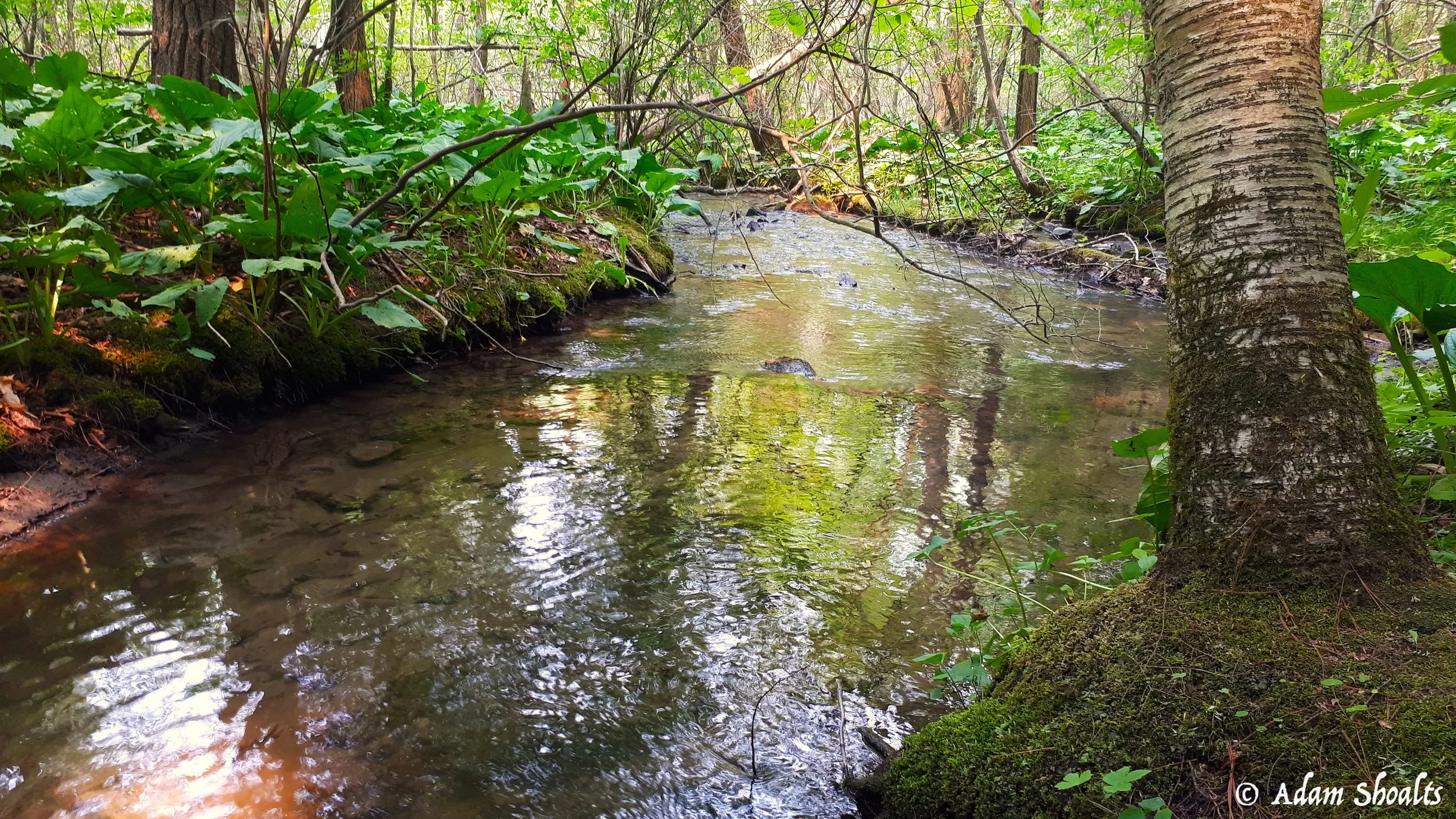 Trout Stream 2