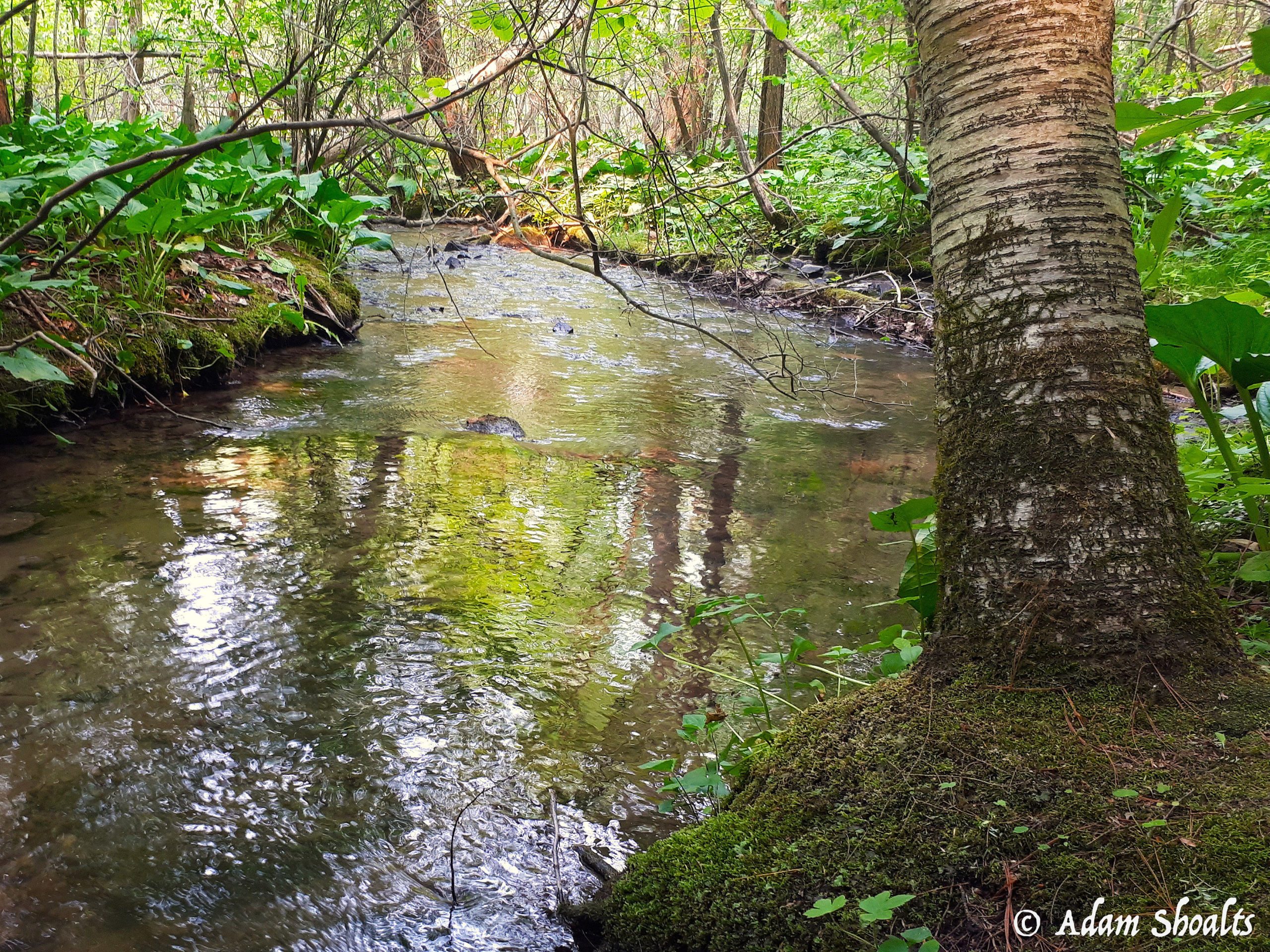 Trout Stream 2 Scaled Aspect Ratio 700 525