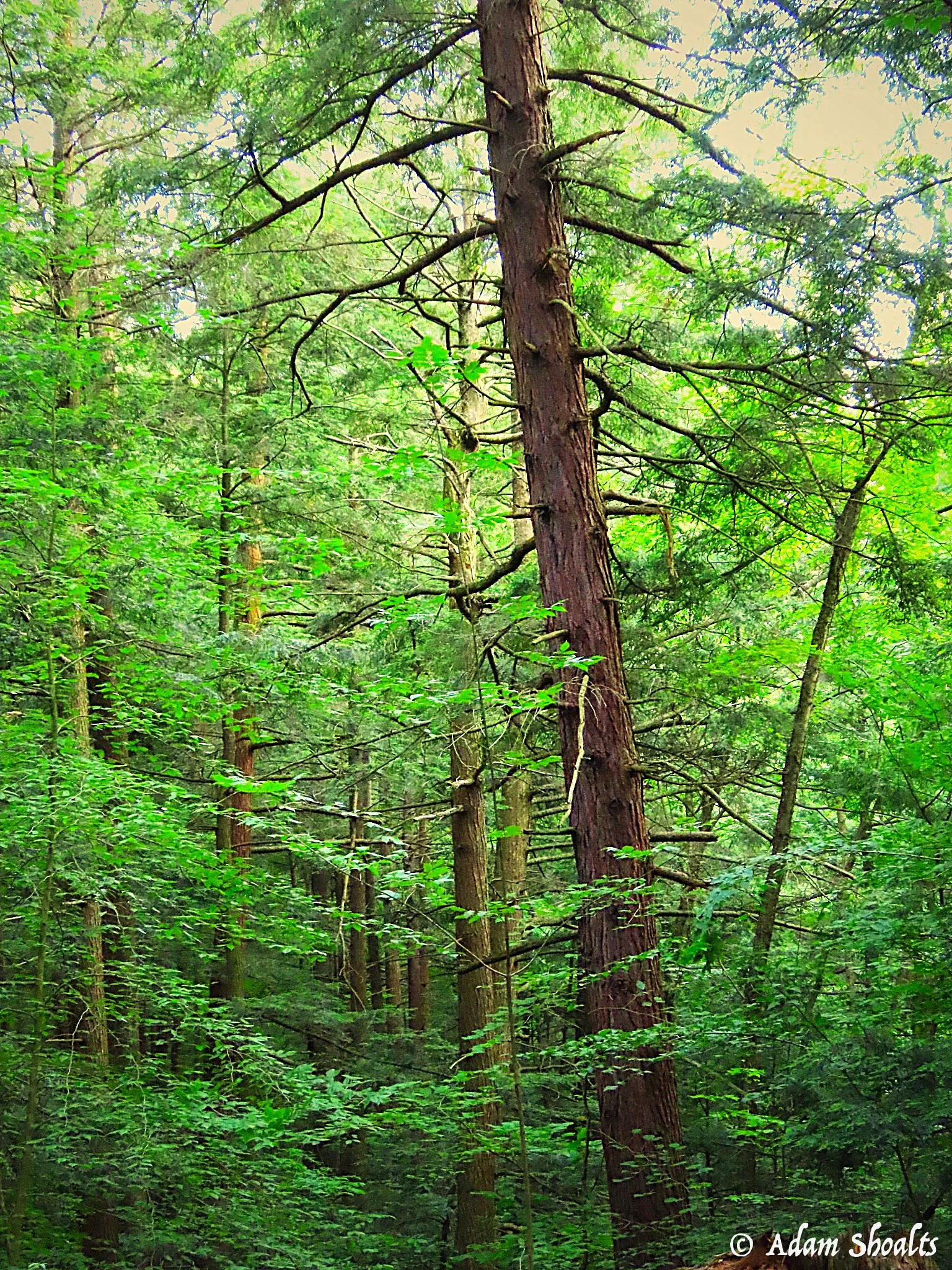 Old Growth Forest Shorthills