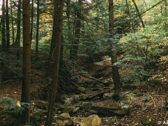 Hemlocks Shorthills Scaled Aspect Ratio 700 525